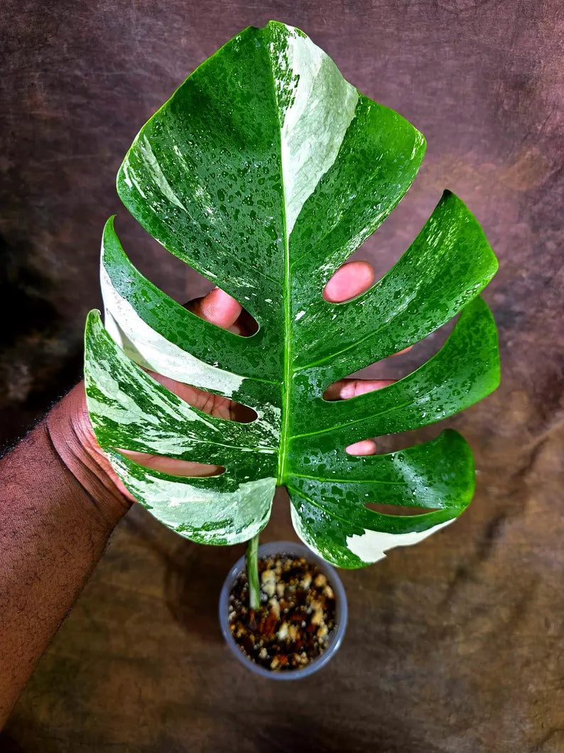 Rare Monstera Albo Borsigiana – Single Leaf (July-31-9-ER)