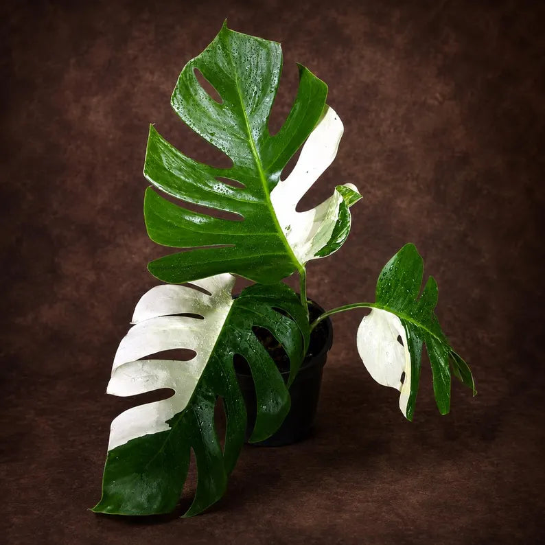 Monstera Albo Variegata Live Plant - Rare White Borsigiana (July-31-8-ER)