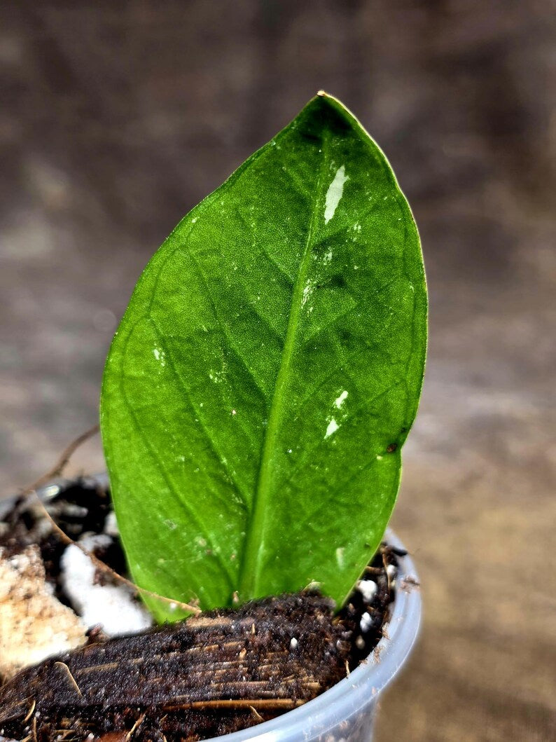 Variegated ZZ Gold Live Plant - Zamioculcas Zamiifolia (July-30-11)