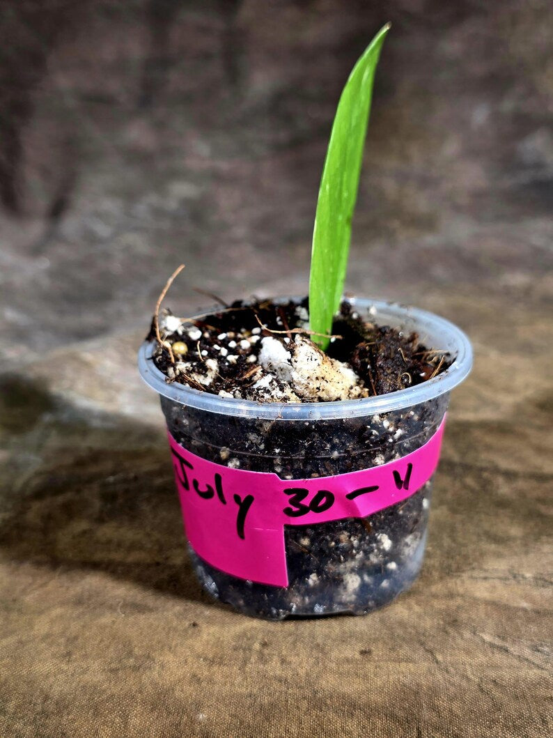 Variegated ZZ Gold Live Plant - Zamioculcas Zamiifolia (July-30-11)
