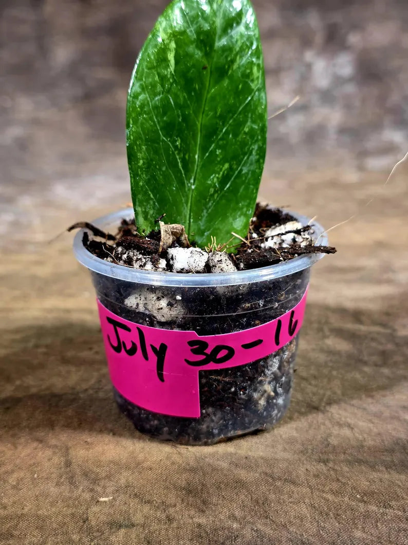 Variegated ZZ Gold Live Plant - Zamioculcas Zamiifolia (July-30-16)
