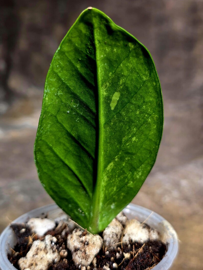 Variegated ZZ Gold Live Plant - Zamioculcas Zamiifolia (July-30-17)