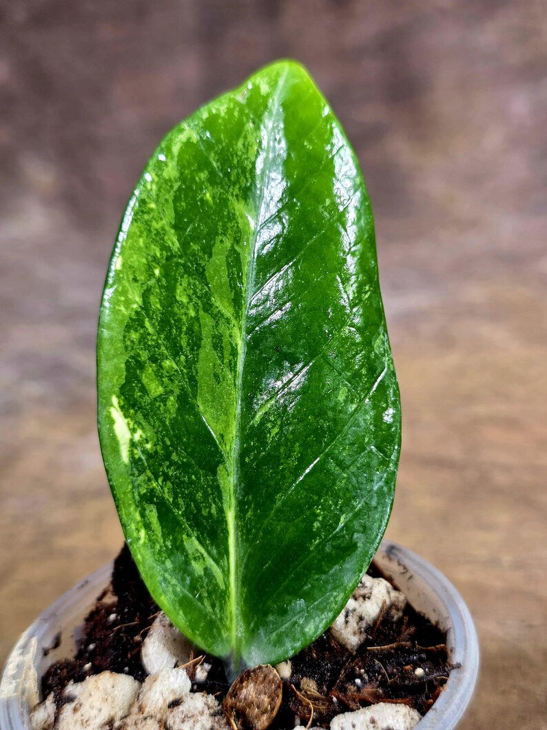 Variegated ZZ Gold Live Plant - Zamioculcas Zamiifolia (July-30-17)