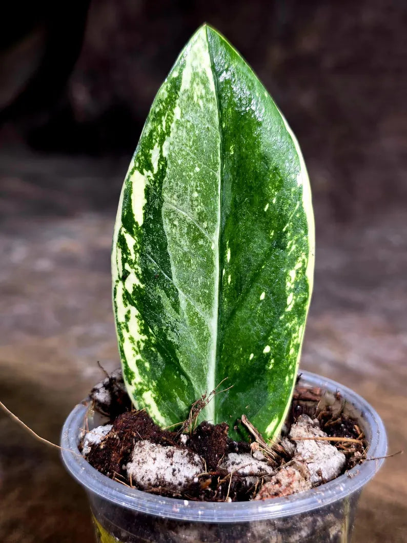 Variegated ZZ Gold Live Plant - Zamioculcas Zamiifolia (July-30-23)
