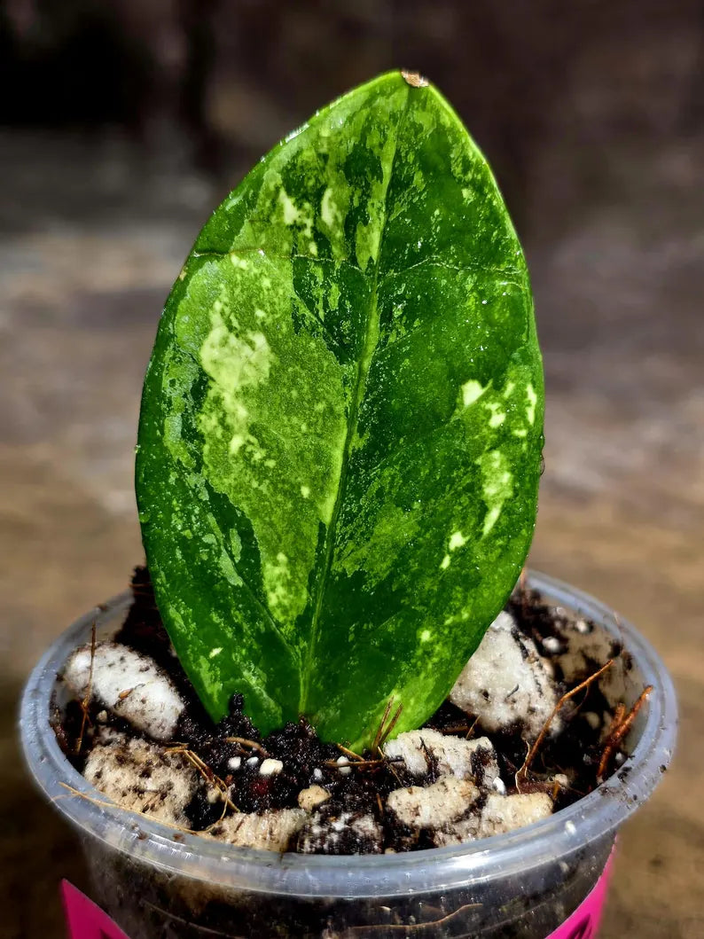 Variegated ZZ Gold Live Plant - Zamioculcas Zamiifolia (July-30-28)