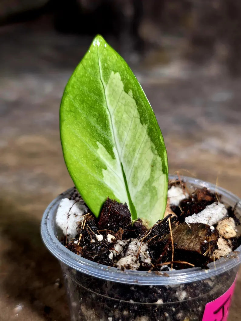 Variegated ZZ Gold Live Plant - Zamioculcas Zamiifolia (July-30-31)