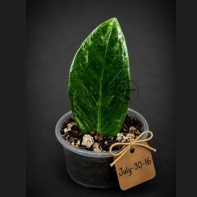 Variegated ZZ Gold Live Plant - Zamioculcas Zamiifolia (July-30-16)