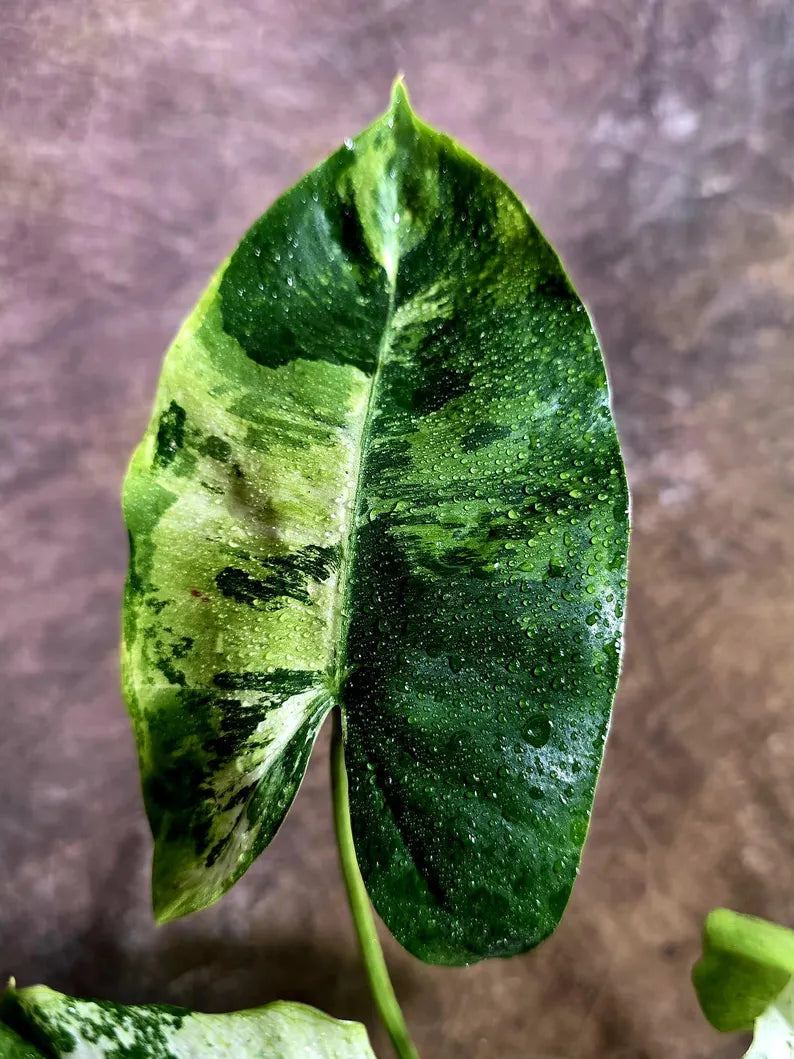 Philodendron Burle Marx White Snow Live Plant (July-31-56-ER)