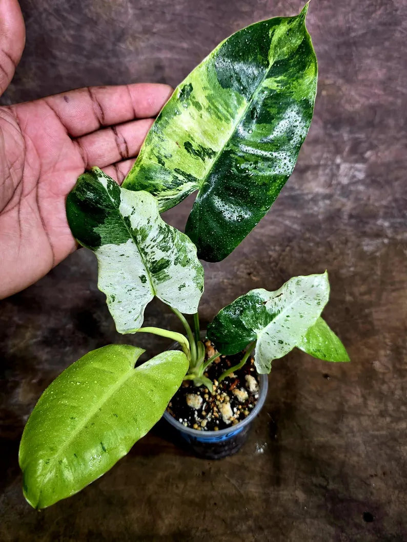 Philodendron Burle Marx White Snow Live Plant (July-31-56-ER)