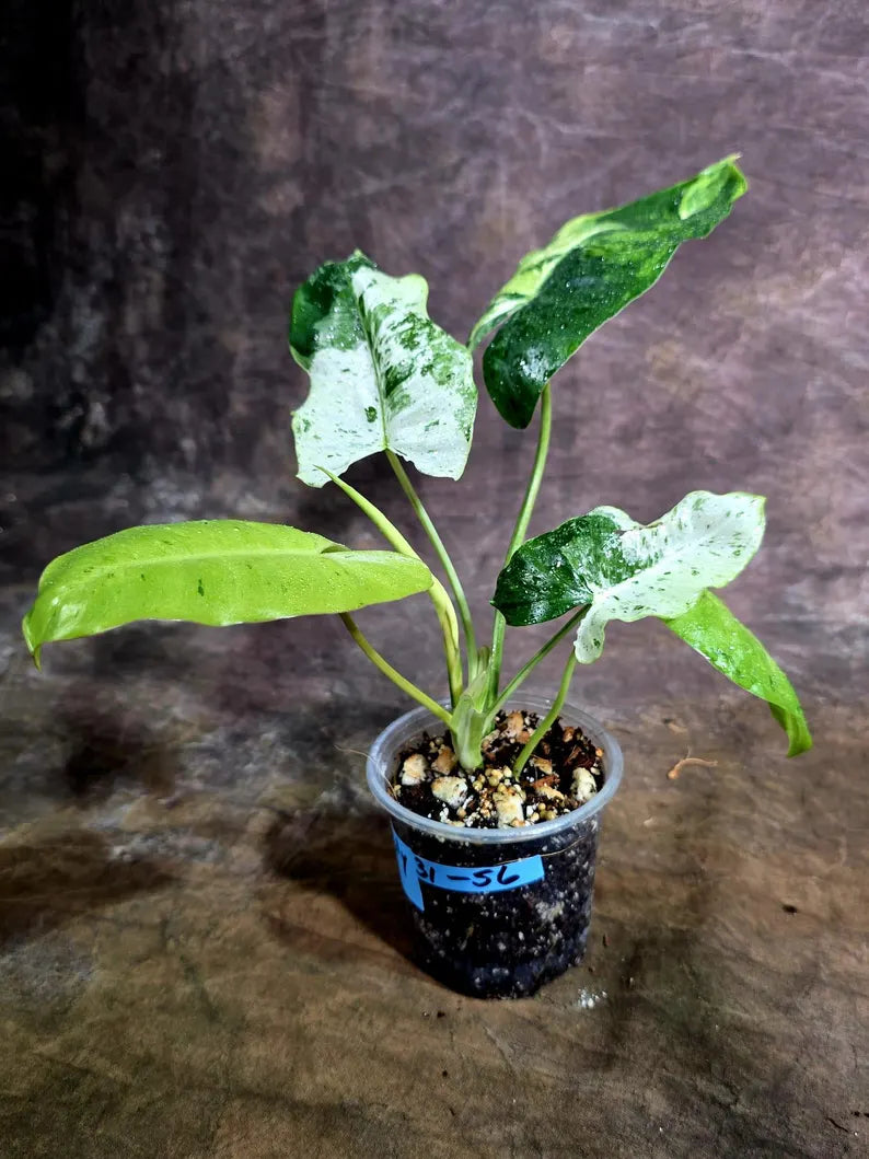 Philodendron Burle Marx White Snow Live Plant (July-31-56-ER)