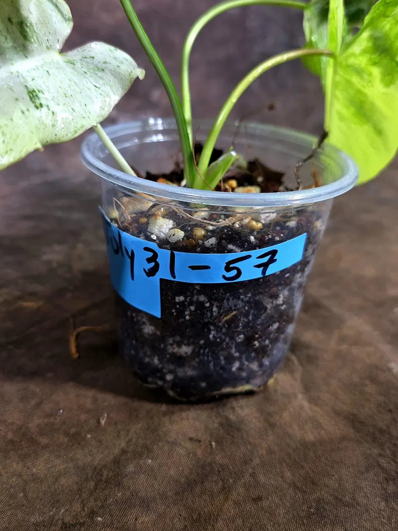 Philodendron Burle Marx White Snow Live Plant (July-31-57-ER)