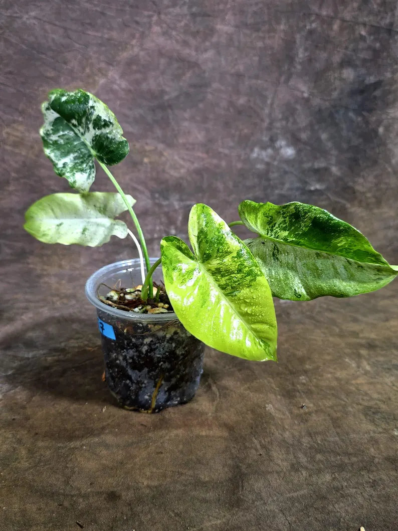 Philodendron Burle Marx White Snow Live Plant (July-31-57-ER)
