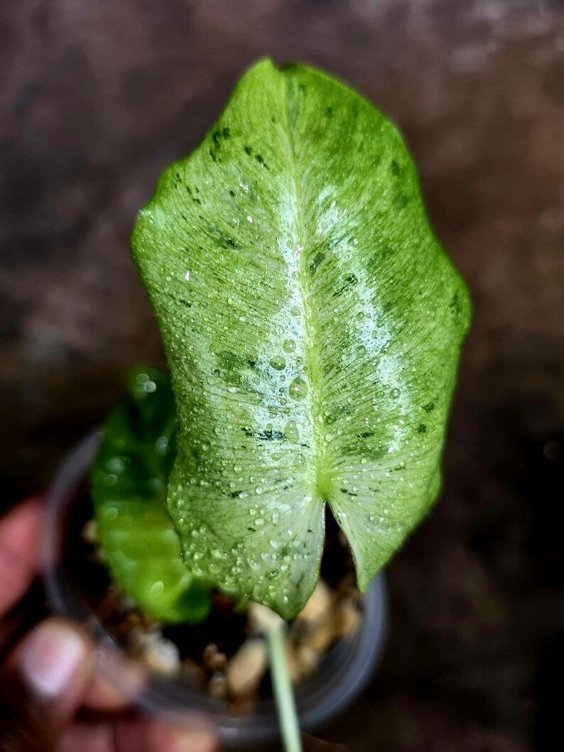 Philodendron Burle Marx White Snow Live Plant (July-31-55-ER)