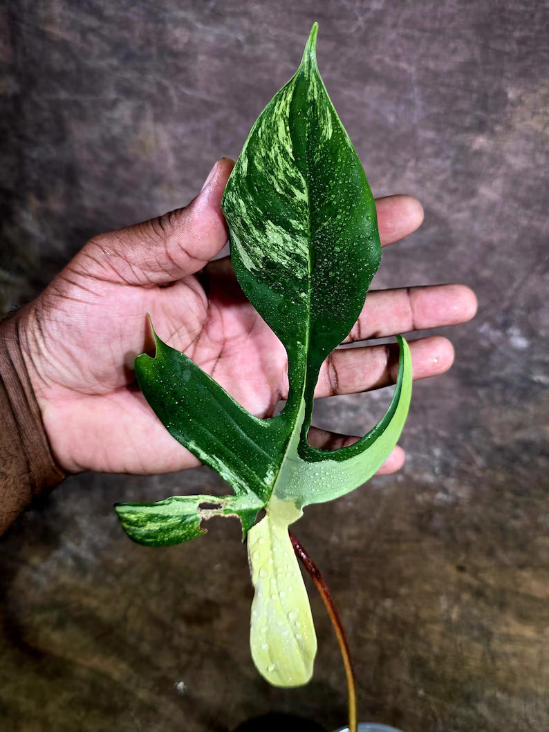 Variegated Philodendron Florida Beauty Live Plant (July-31-51-ER)