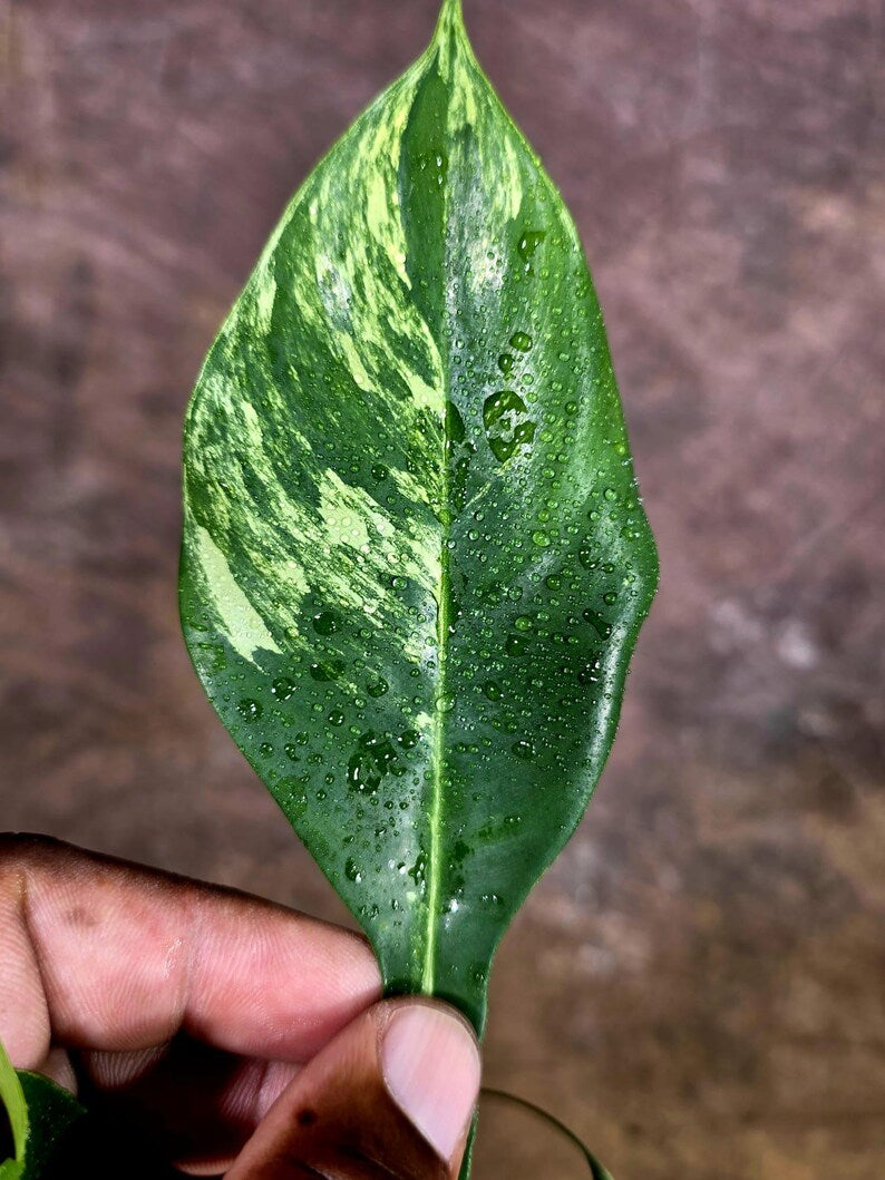 Variegated Philodendron Florida Beauty Live Plant (July-31-51-ER)