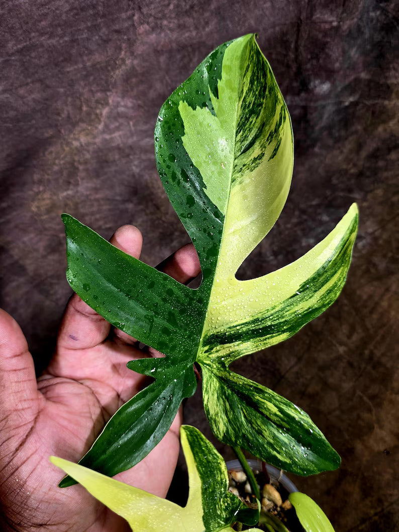 Variegated Philodendron Florida Beauty Live Plant (July-31-54-ER)