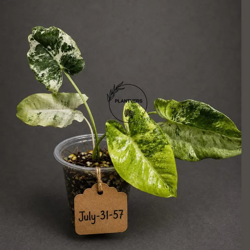 Philodendron Burle Marx White Snow Live Plant (July-31-57-ER)