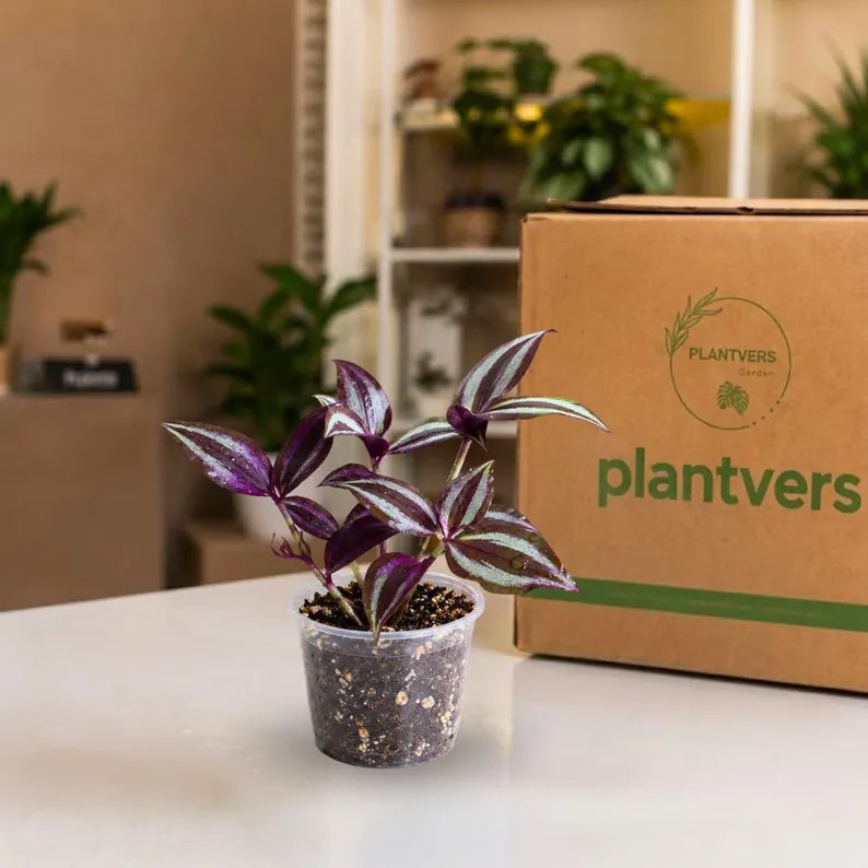 Purple Wandering Jew in 3" Nursery Pot - Tradescantia Plant - Wandering Dude Plant - Purple Heart Plant - Live Trailing Houseplant