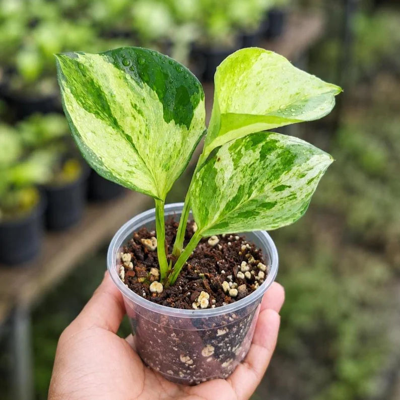Manjula Pothos Live Plant in 3" Nursery Pot | Epipremnum Aureum 'Manjula' | Rare Variegated Pothos | Easy Care Indoor Houseplant