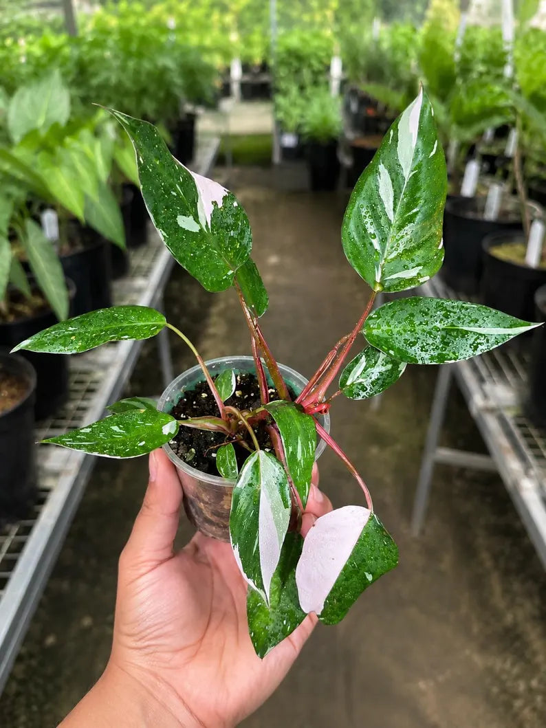 Philodendron Pink Princess in 4" Pot - Variegated Live Pink Princess Marble - Rare Collector Plant - Beginners Plant- Non-Exact