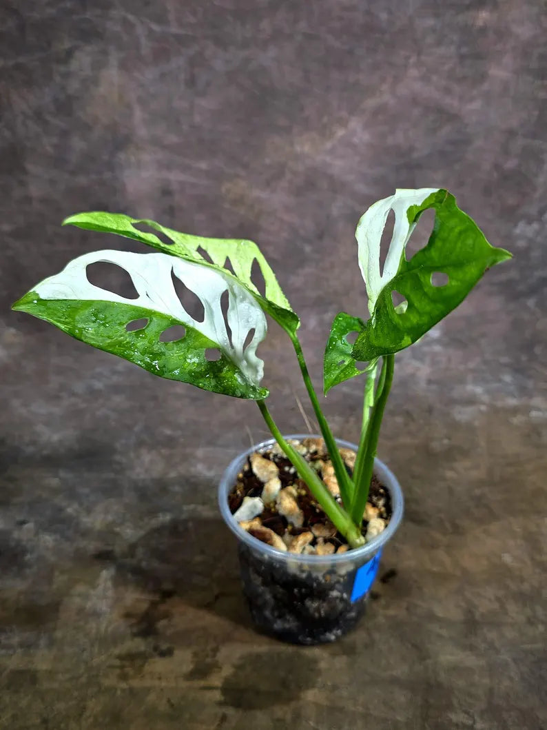 Variegated Monstera Adansonii Albo Plant - Rare Swiss Cheese (Aug-4-30-ER)
