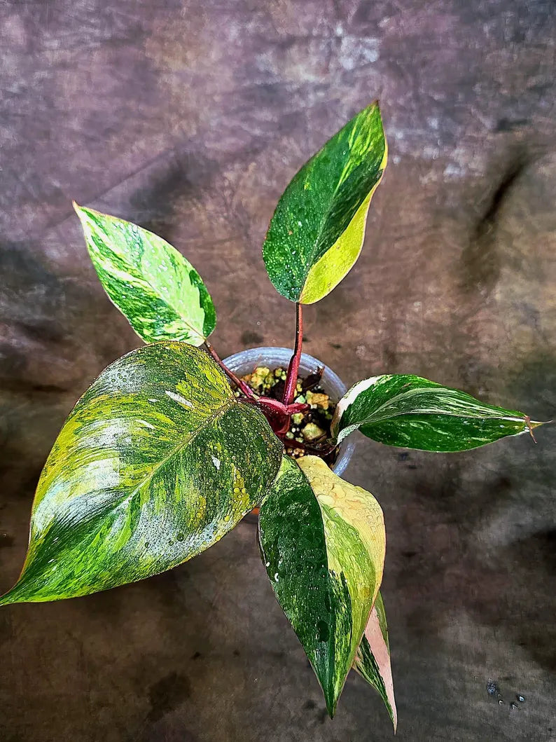 Philodendron Pink Princess Tricolor (Aug-4-7)
