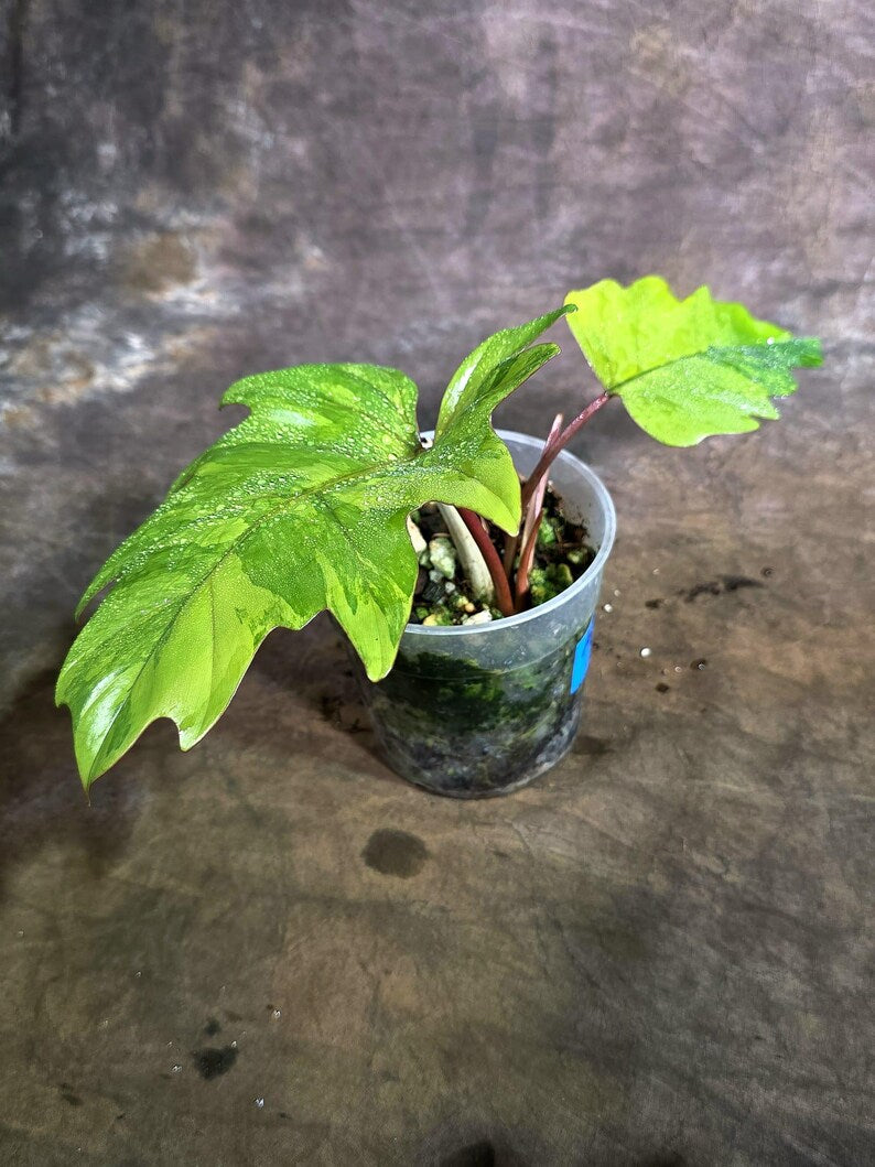 Variegated Philodendron Mayoi - Fern Leaf Philodendron (Aug-4-28-ER)
