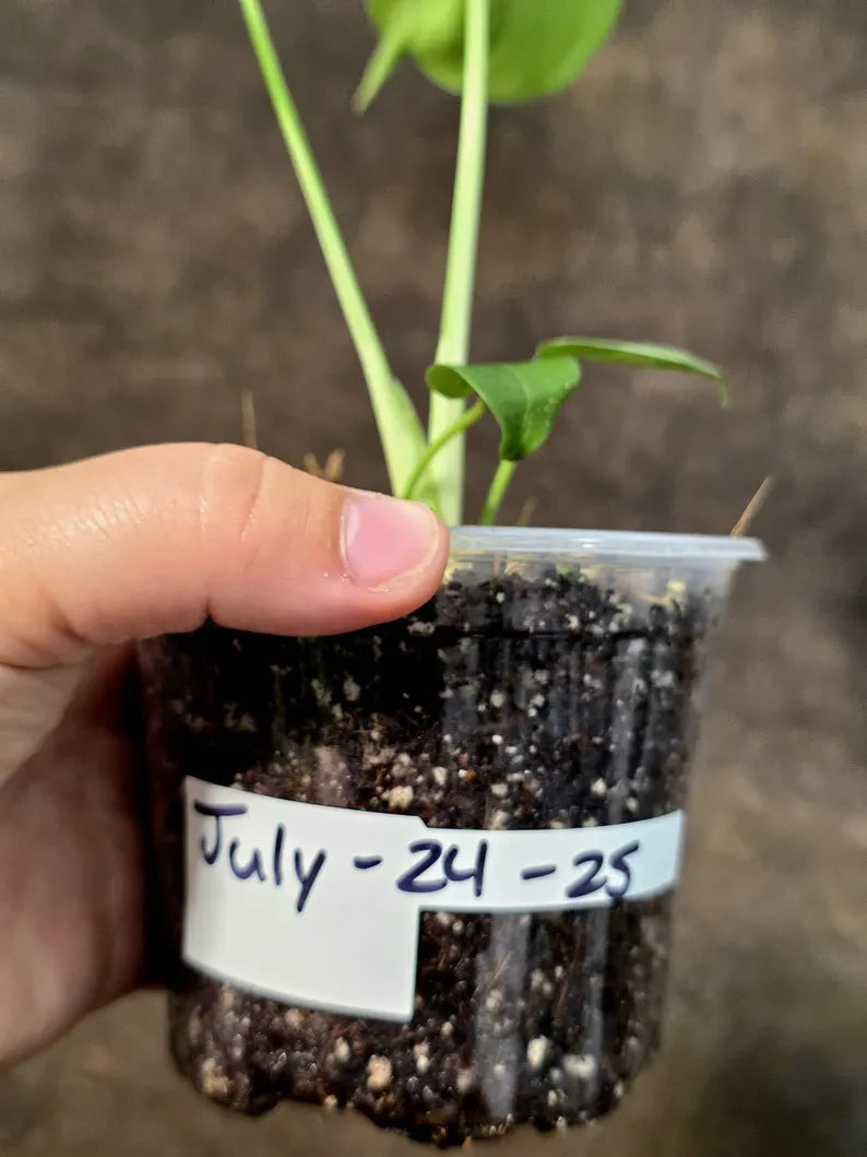 Rare Monstera Bulbasaur Variegated - Exact Plant - (July-24-25)