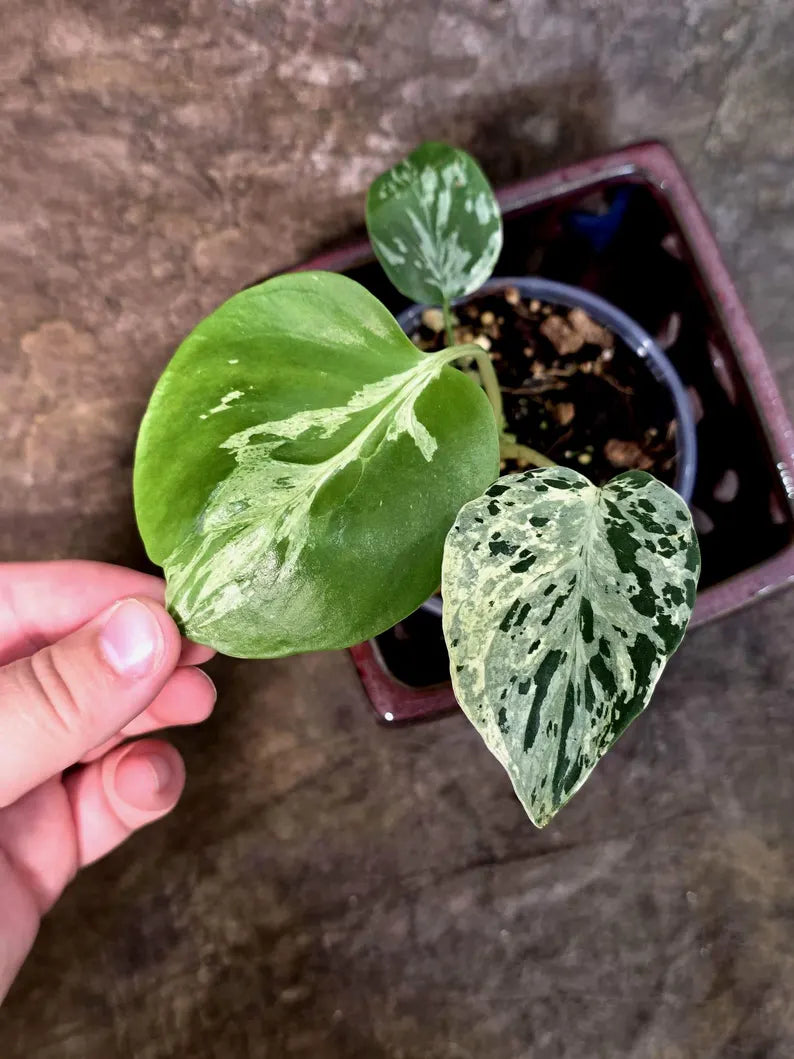 Rare Monstera Bulbasaur Variegated - Exact Plant - (July-24-26-ER)