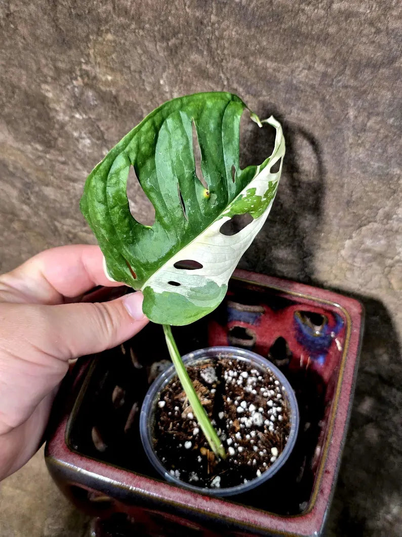 Variegated Monstera Adansonii Albo Live Plant - (July-24-40)