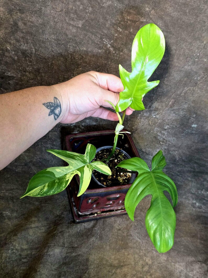Variegated Philodendron Florida Beauty - Rare Collector Plant (July-24-37)
