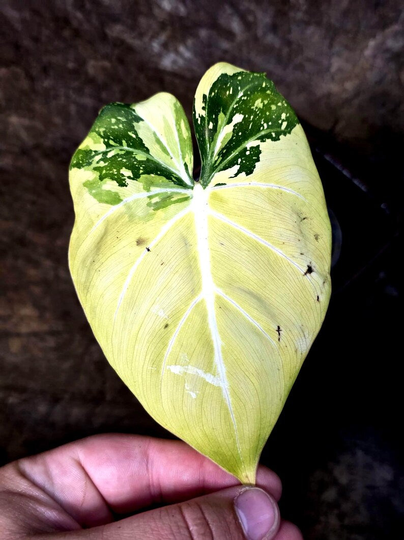 Philodendron Gloriosum Tricolor Plant in Nursery Pot (July-24-33-ER)