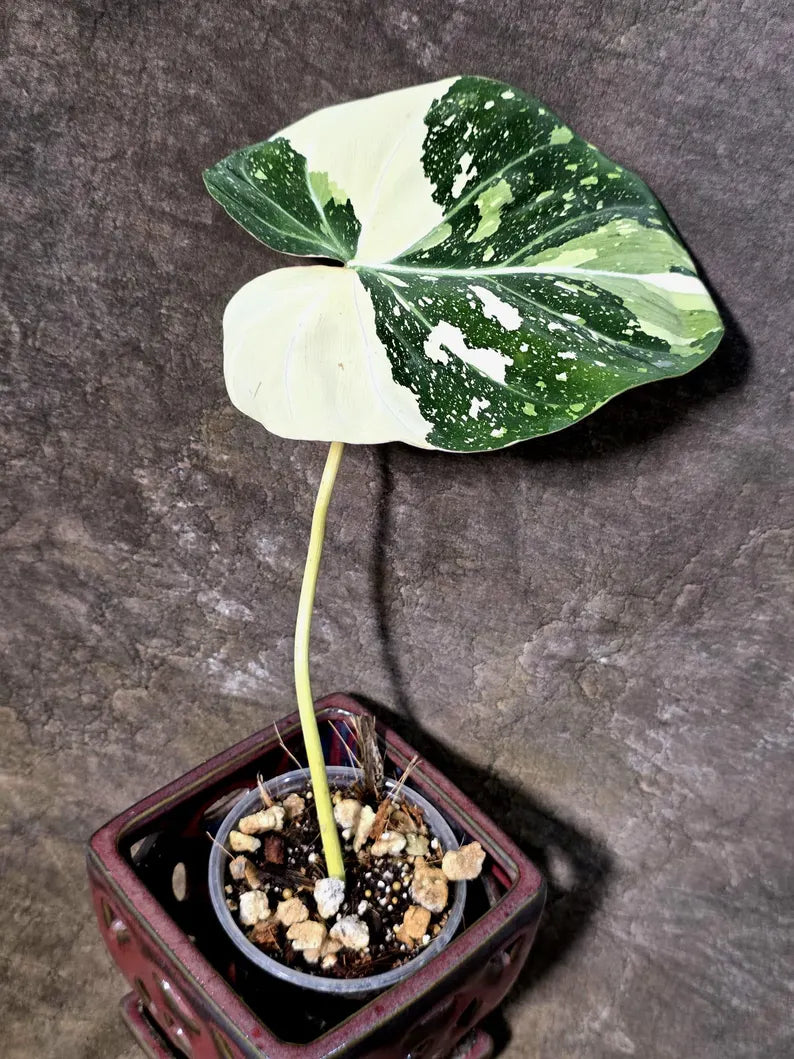 Philodendron Gloriosum Tricolor Plant in Nursery Pot - (July-24-35-ER)
