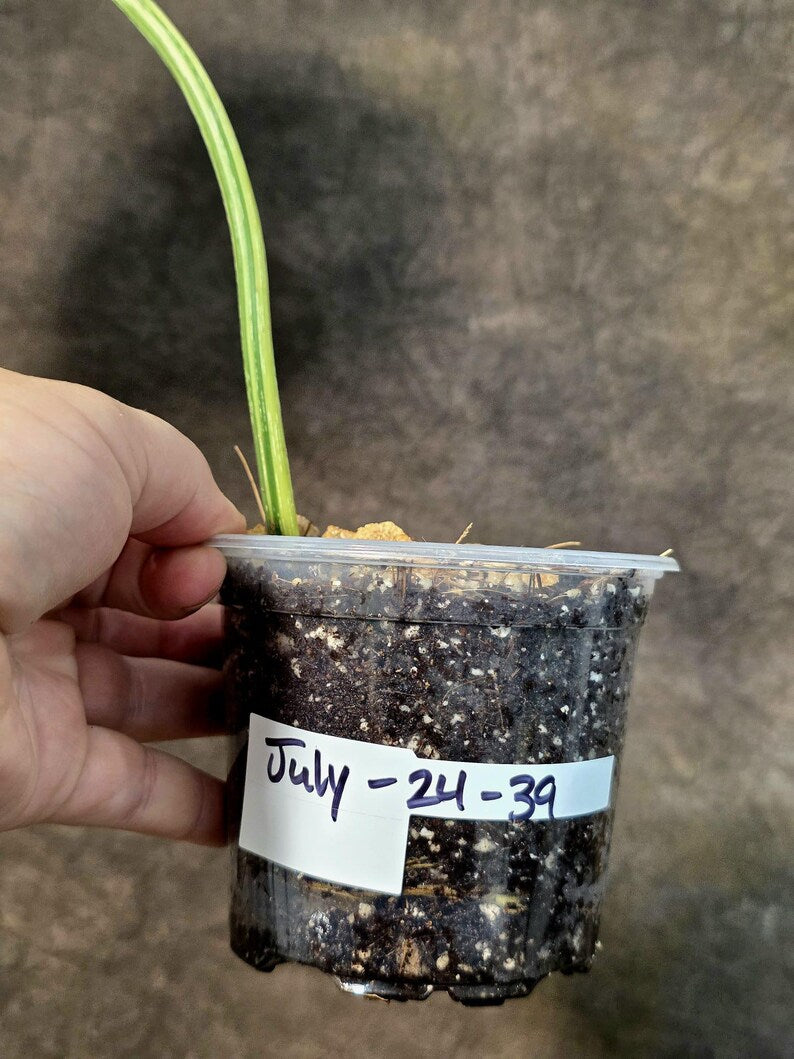 Philodendron Gloriosum Tricolor Plant in Nursery Pot -(July-24-39-ER)