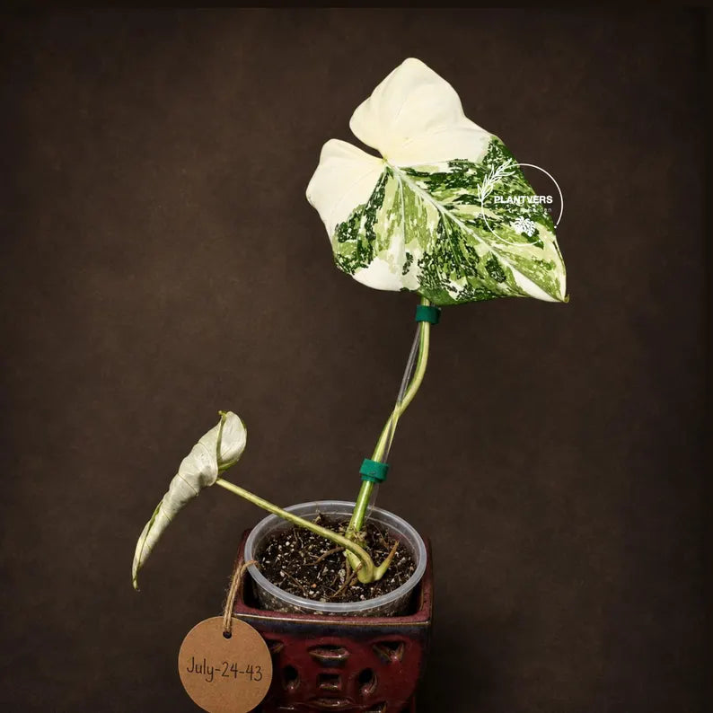 Philodendron Gloriosum Tricolor Plant in Nursery Pot -(July-24-43-ER)