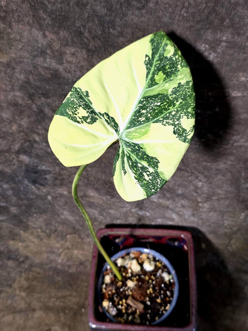 Philodendron Gloriosum Tricolor Plant in Nursery Pot -(July-24-44-ER)