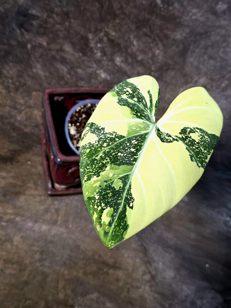 Philodendron Gloriosum Tricolor Plant in Nursery Pot -(July-24-44-ER)