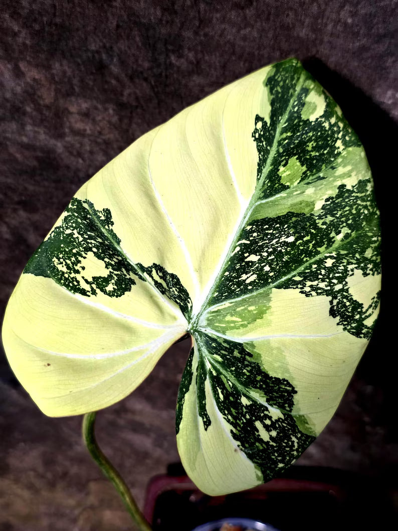 Philodendron Gloriosum Tricolor Plant in Nursery Pot -(July-24-44-ER)