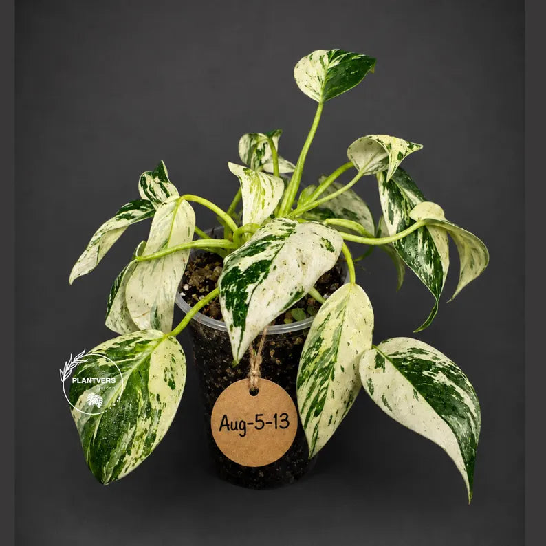Philodendron Emerald Queen Variegated Live Plant (Aug-5-13)