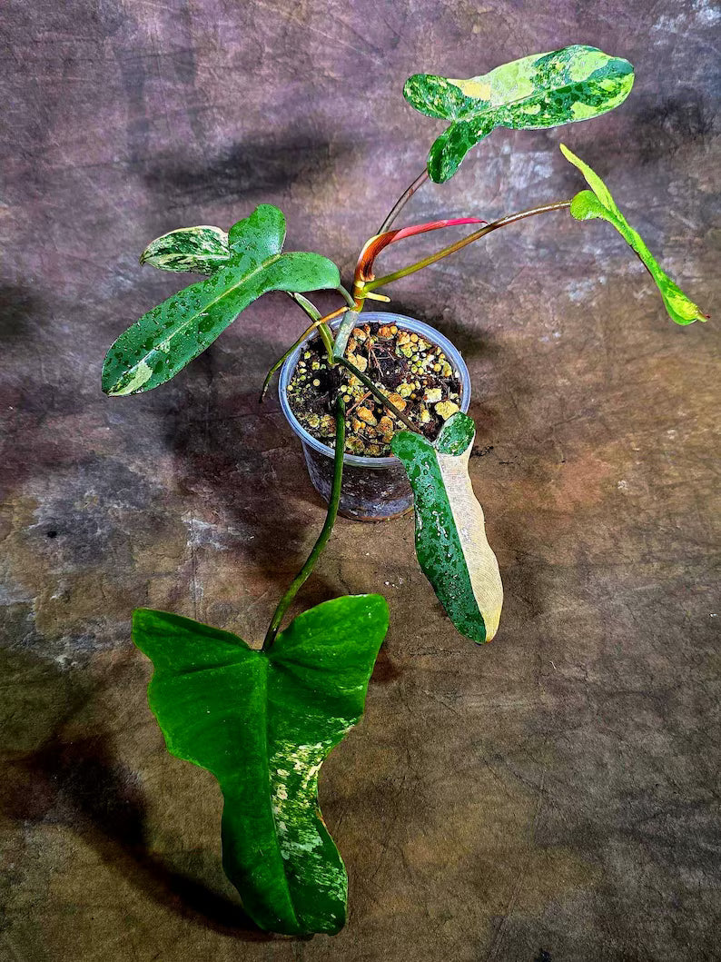 Variegated Philodendron Brown Beauty Live Plant (Aug-4-26-ER)