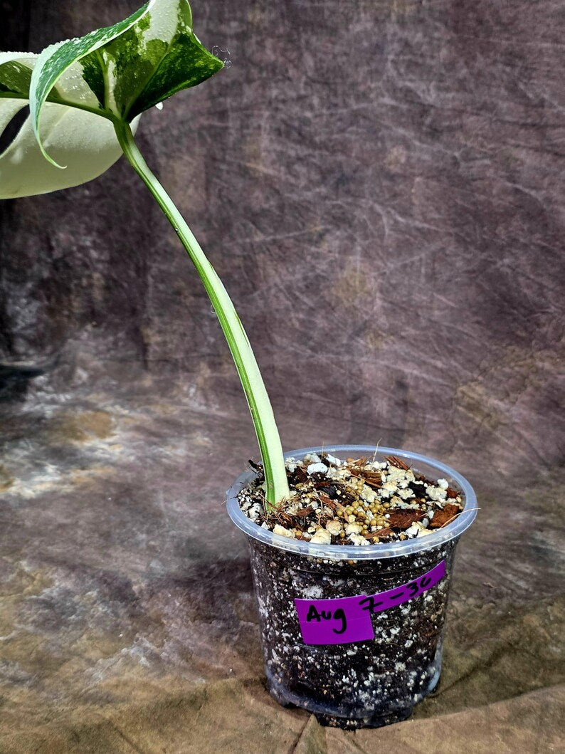 Rare Variegated Monstera Albo Live Plant - White Albo Borsigiana(Aug-7-36)
