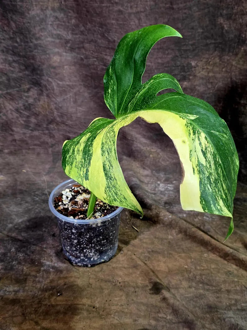 Monstera Borsigiana Aurea Variegated - (Aug-7-38)