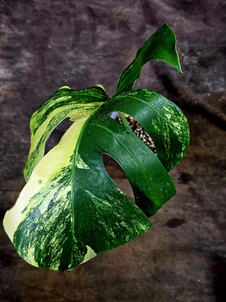 Monstera Borsigiana Aurea Variegated - (Aug-7-38)