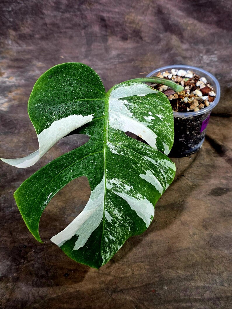 Rare Variegated Monstera Albo Live Plant - White Albo Borsigiana(Aug-7-40)
