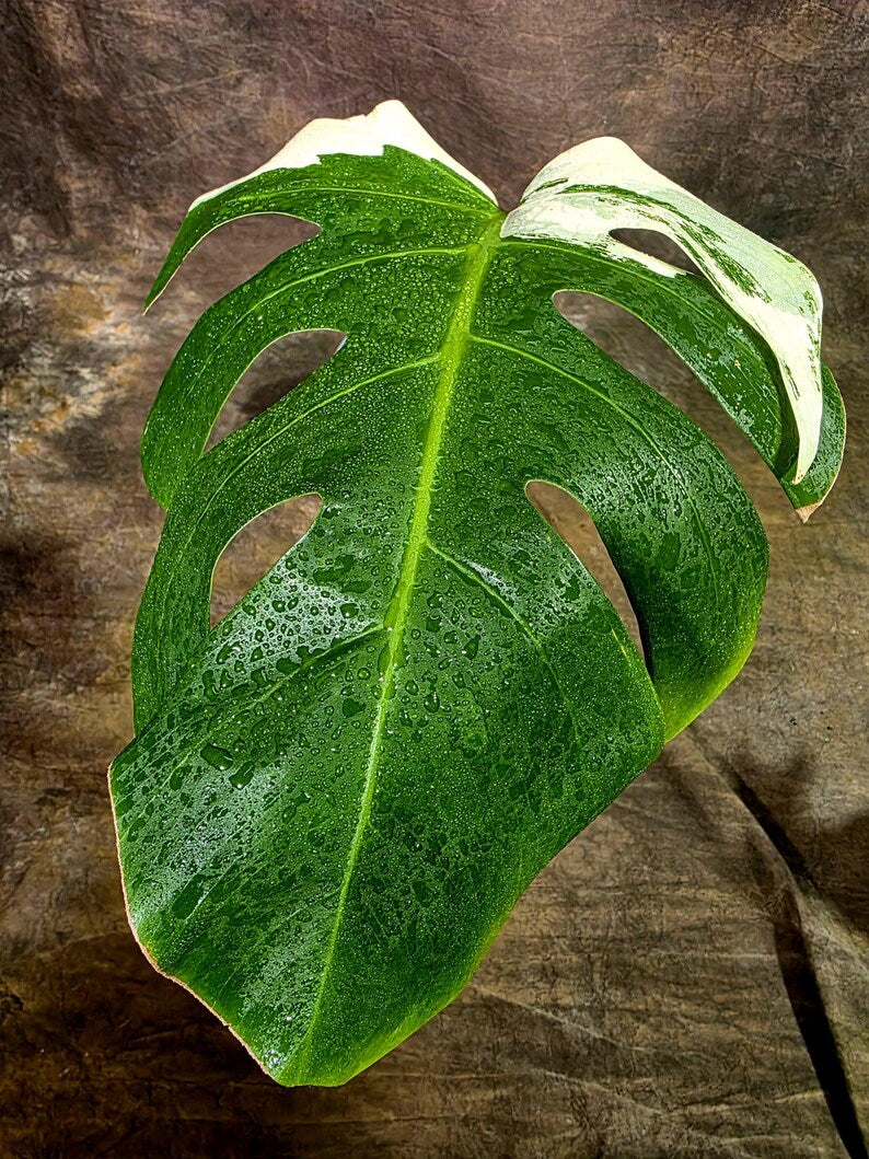 Rare Variegated Monstera Albo Live Plant - (Aug-7-45)