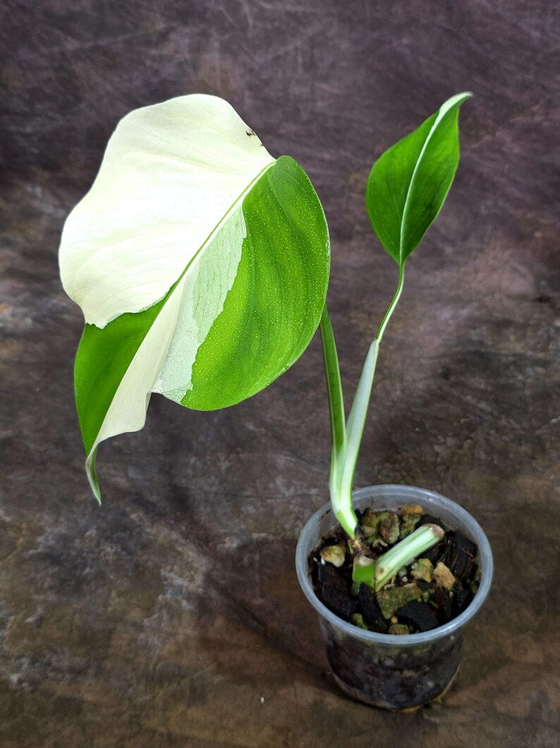 Rare Variegated Monstera Albo Live Plant - White Albo Borsigiana (Aug-7-29)