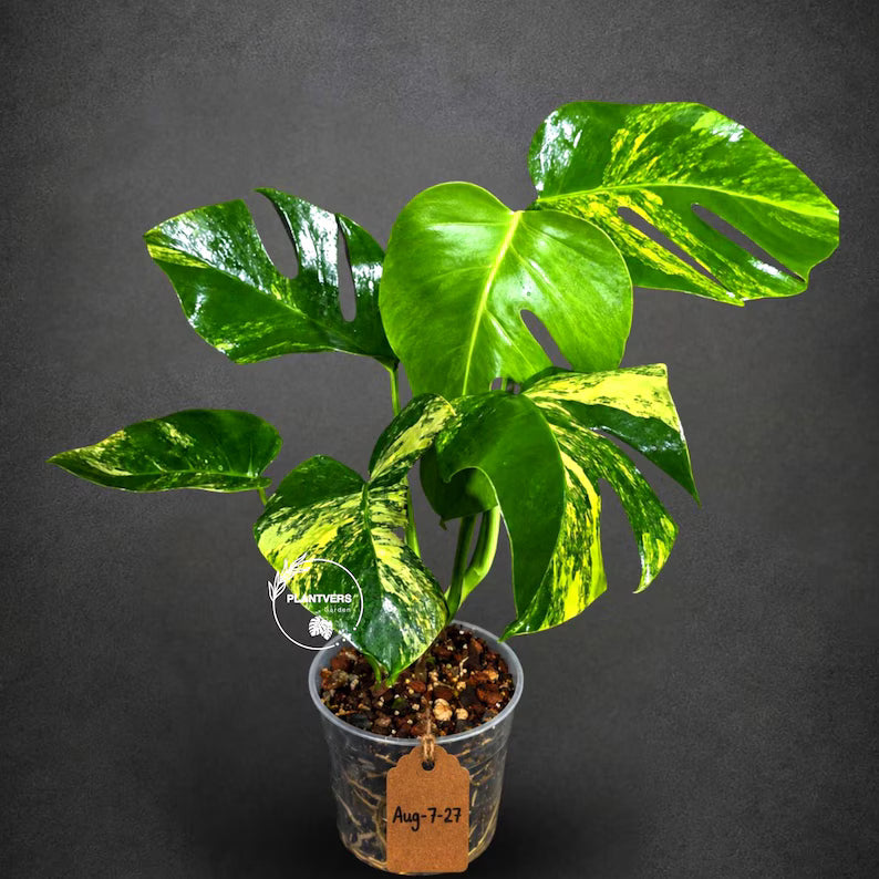 Monstera Borsigiana Aurea Variegated (Aug-7-27)