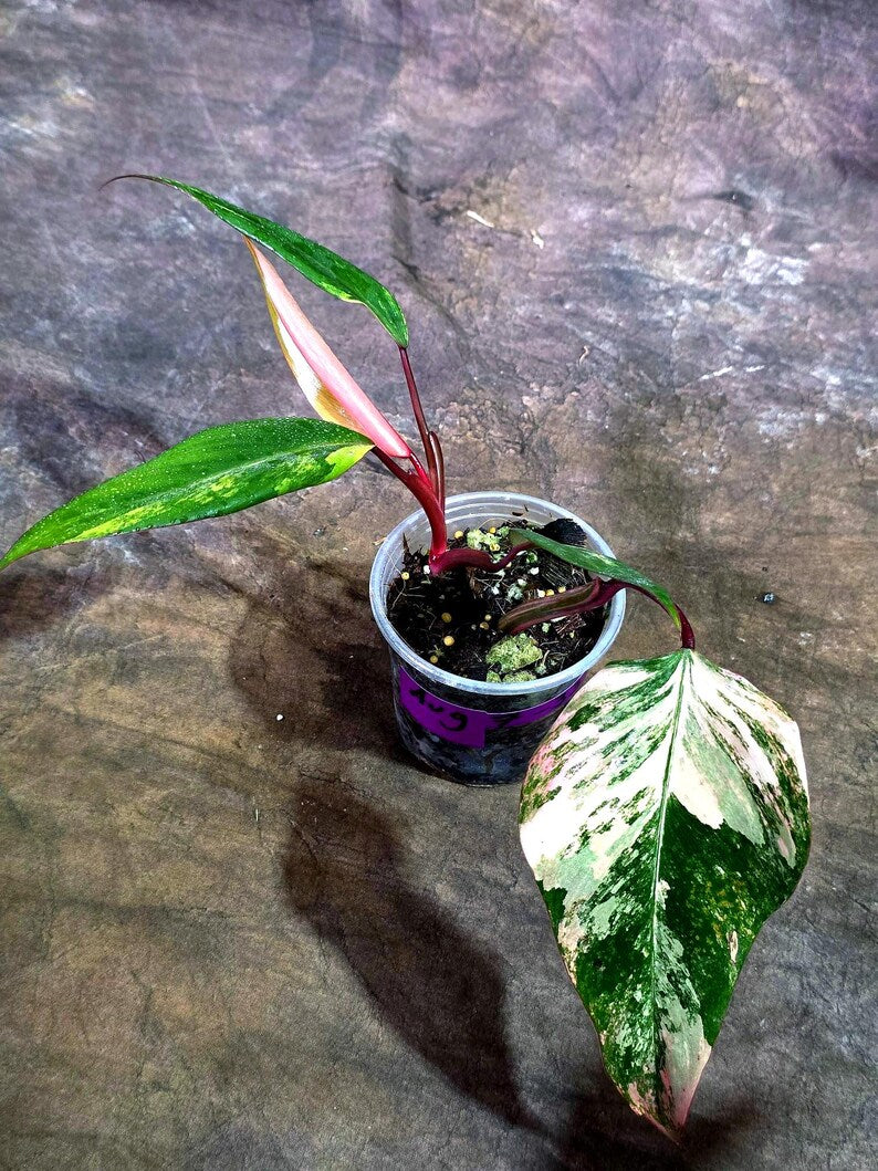 Variegated Philodendron Strawberry Shake Live Plant (Aug-7-33)