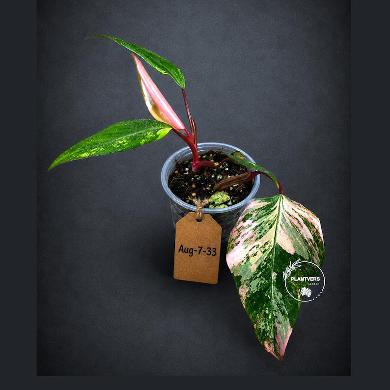 Variegated Philodendron Strawberry Shake Live Plant (Aug-7-33)