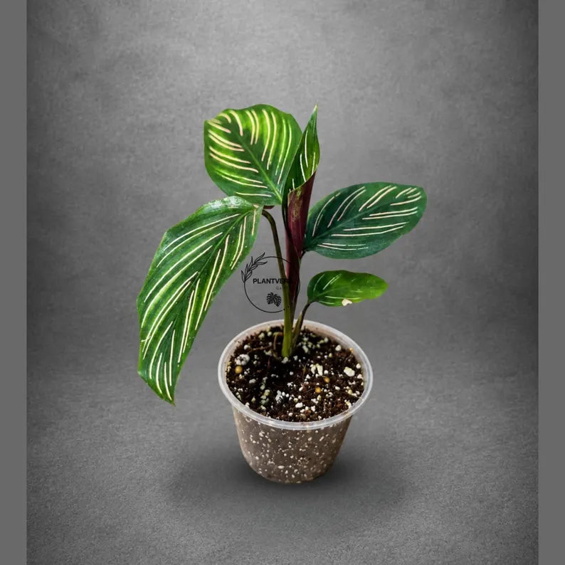 Calathea Ornata Pinstripe Live Plant in 3" Nursery Pot - Pink Pinstripe Prayer Plant - Tropical Indoor Houseplant - Pet Friendly Plant
